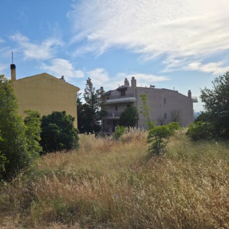 Unmaintained plot with tall grass