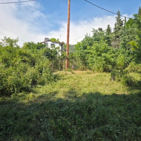 Plot before vegetation clearing and brush removal