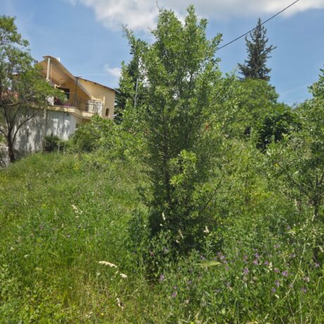 Plot with shrubs and vegetation before clearing