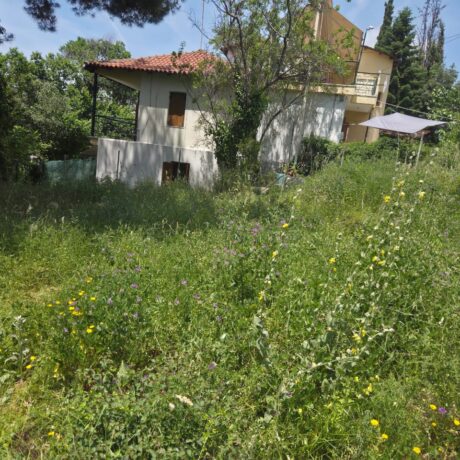 Overgrown plot next to a residential property before cleaning