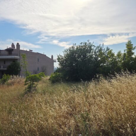 Plot with tall dry grass before cleaning