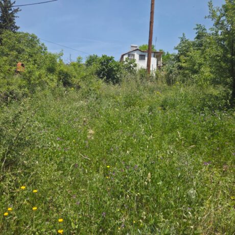 Plot with dense vegetation and wild grass before cleaning