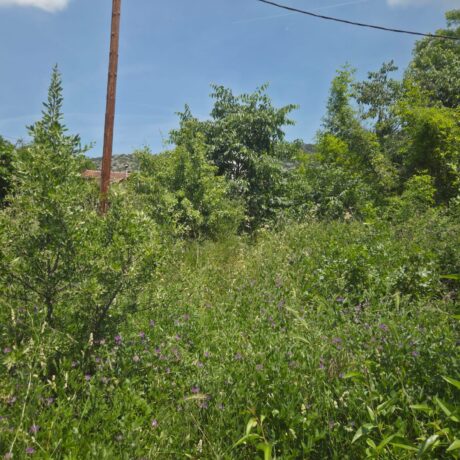 Dense vegetation on a plot before maintenance